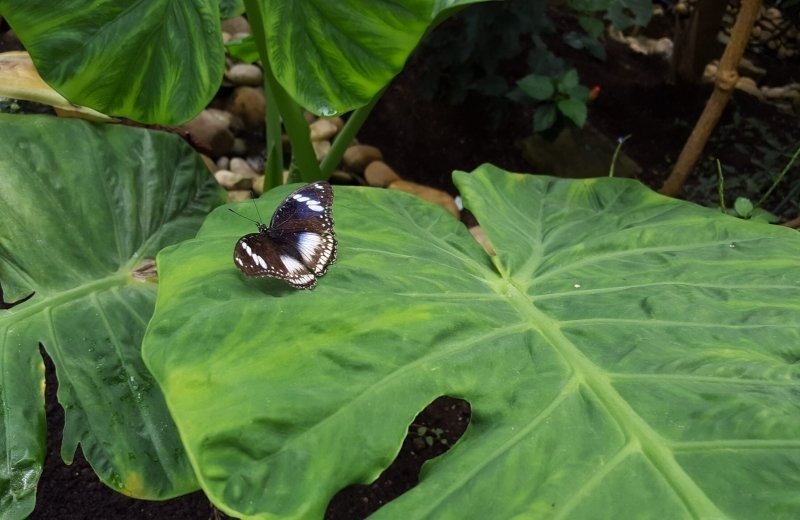 Jardin des papillons